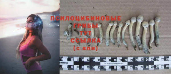 apvp Алзамай
