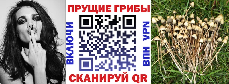 Псилоцибиновые грибы Psilocybe  Щёлково 